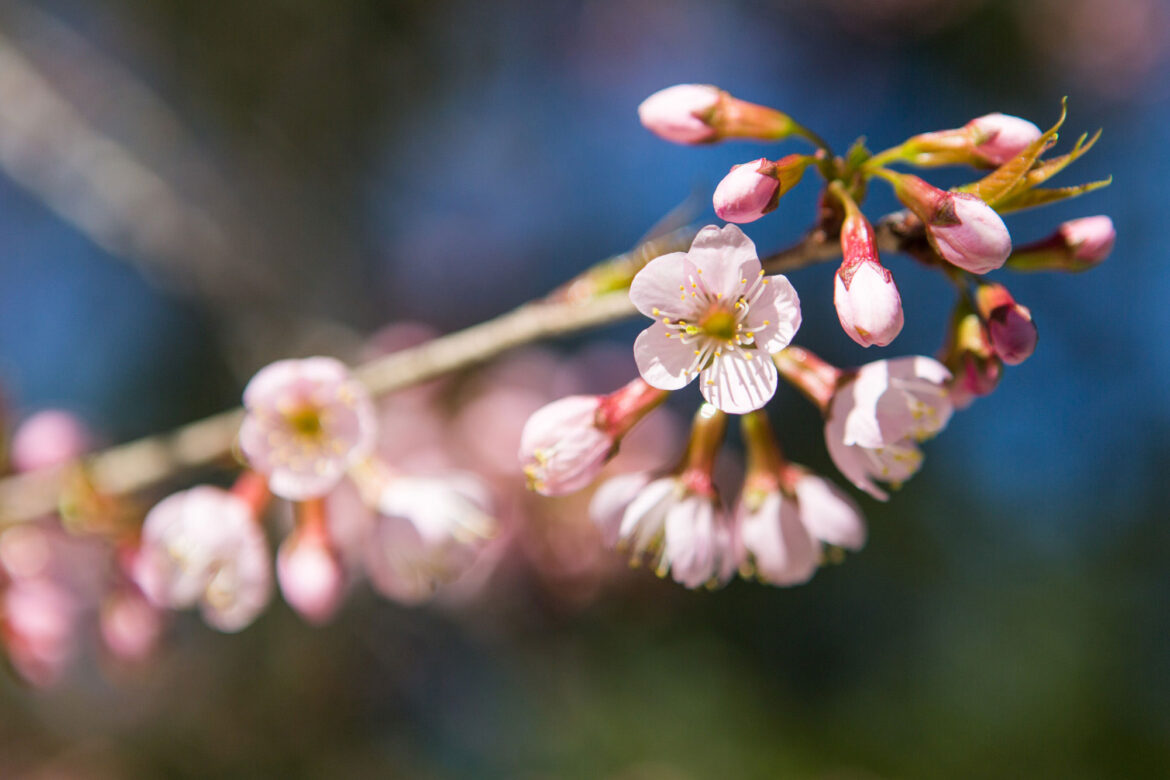 Família de japoneses radicada em BH cultiva a beleza das cerejeiras